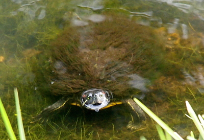 [A turtle has just poked its head from the water as it looks toward the camera. Its shell completely covered with long-strand moss making it appear it is fur on its back. Its front legs are visible as it stands in the shallow water.]